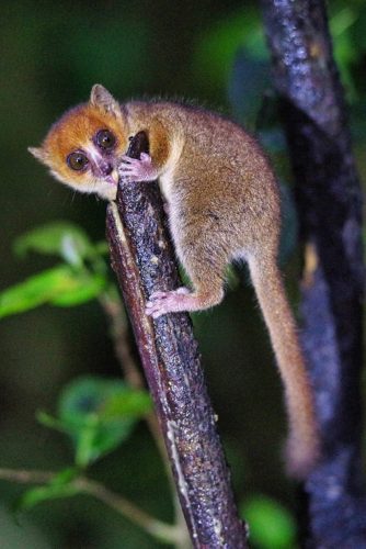 2024-Madagascar-16