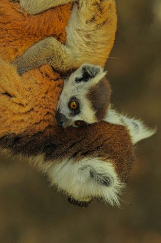 2024-Madagascar-22