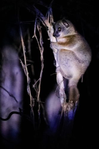 Lepilemur-ruficaudatus-7
